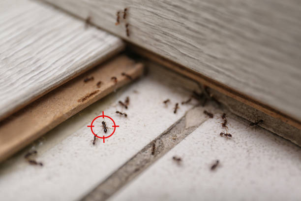 Flea Control Services in Carol Stream, IL